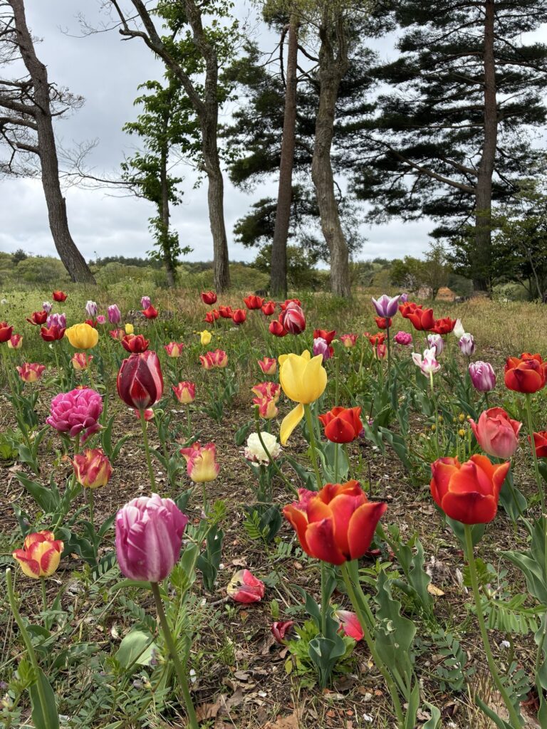 柳田植物公園にあるチューリップ