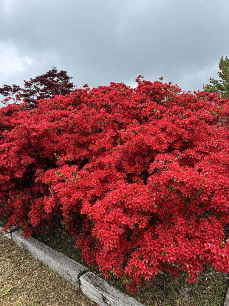 柳田植物公園のキリシマツツジが満開